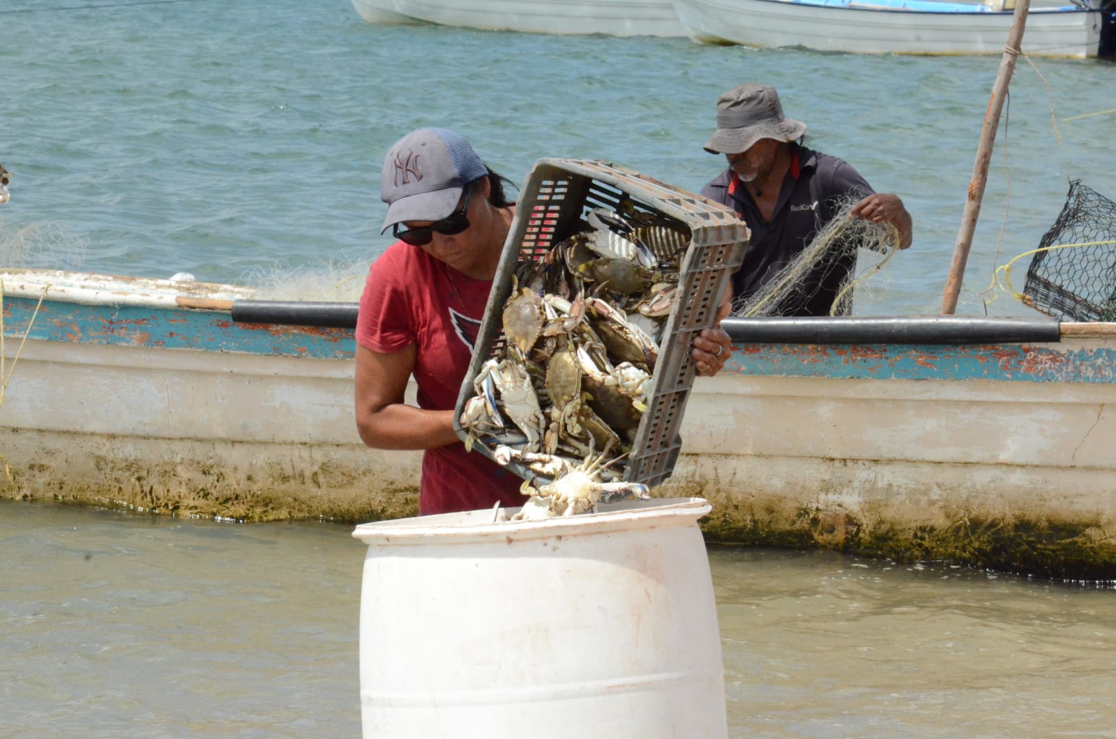 Sonora logra avances en agricultura, ganadería y pesca
